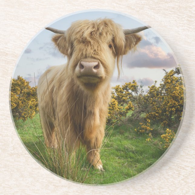 Young Highland Cow Coaster (Front)