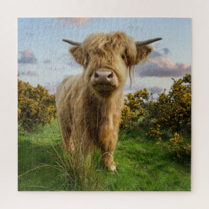 Young Highland Cow Jigsaw Puzzle
