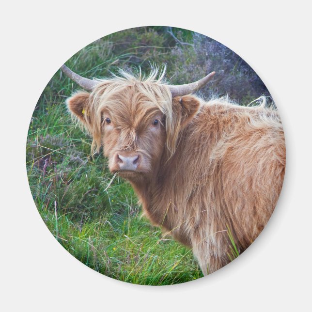 Young Highland Cow Magnet (Front)