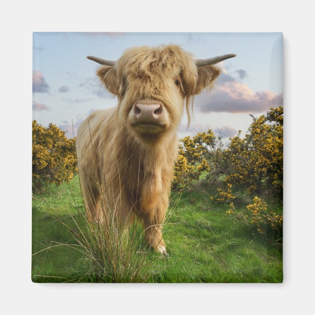 Young Highland Cow Magnet (Front)
