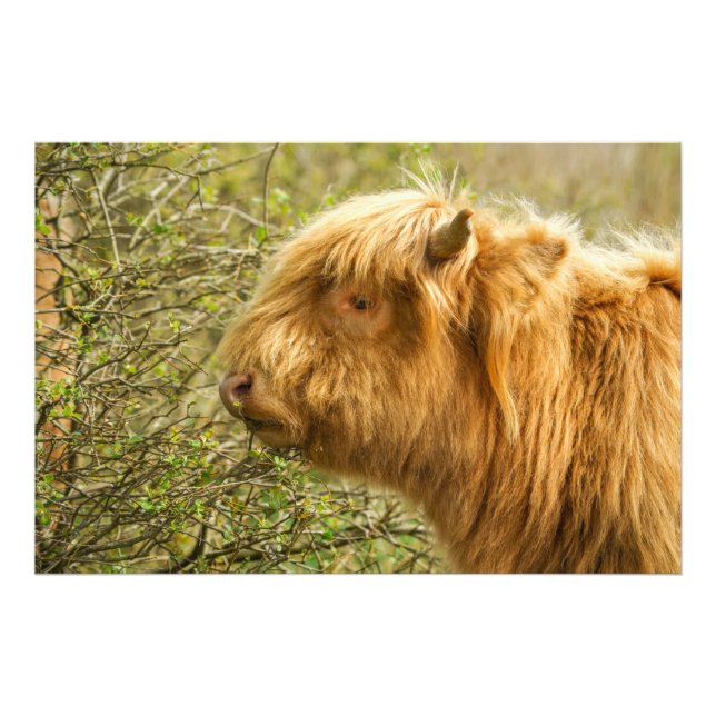 Young Highland Cow Photo Print (Front)