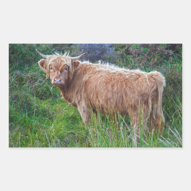 Young Highland Cow Sticker (Front)