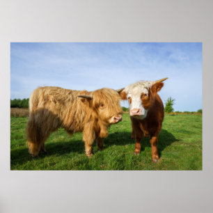 Young Highland Cows Poster