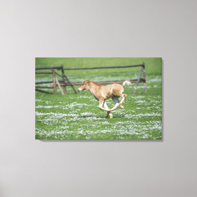 Young Horse Running Canvas Print (Front)