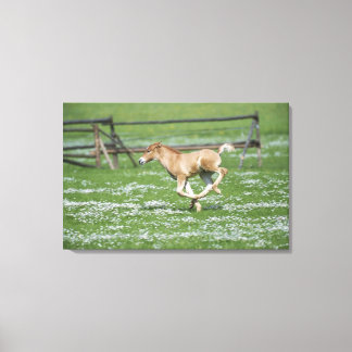Young Horse Running Canvas Print