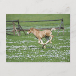 Young Horse Running Postcard
