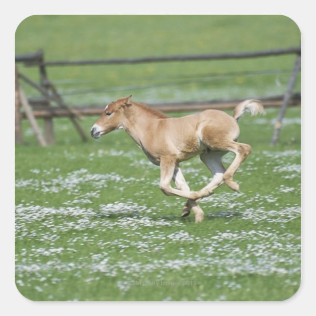 Young Horse Running Square Sticker (Front)