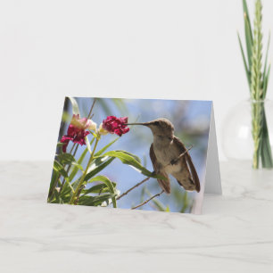 Young Hummer Greeting Card