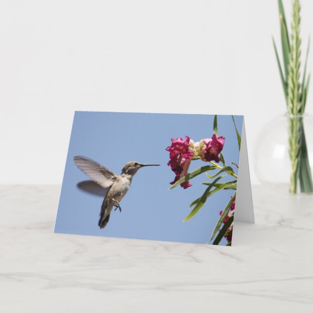 Young Hummer Greeting Card (Front)