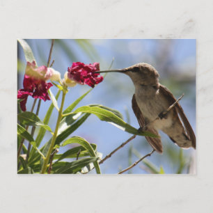Young Hummer Postcard