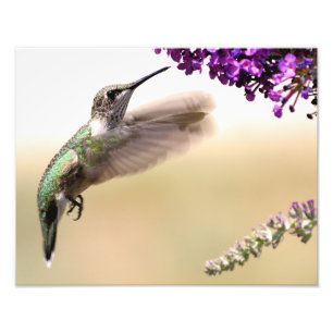 Young hummingbird feeding in our yard photo print