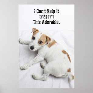 Young Jack Russell Terrier Poster