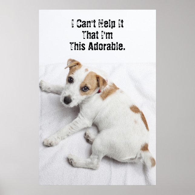 Young Jack Russell Terrier Poster (Front)