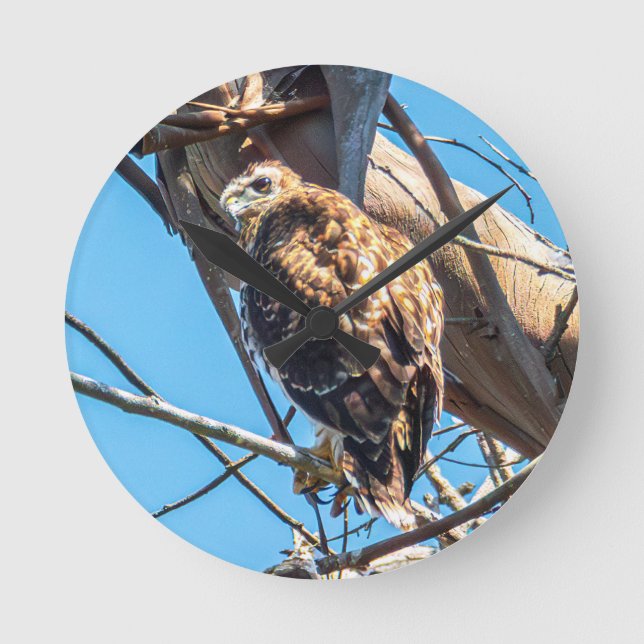 Young Juvenile Hawk Wildlife Clock Nature Print (Front)