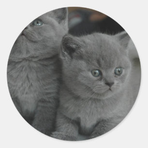 young kitten pet purr meow kitty cute cat classic round sticker