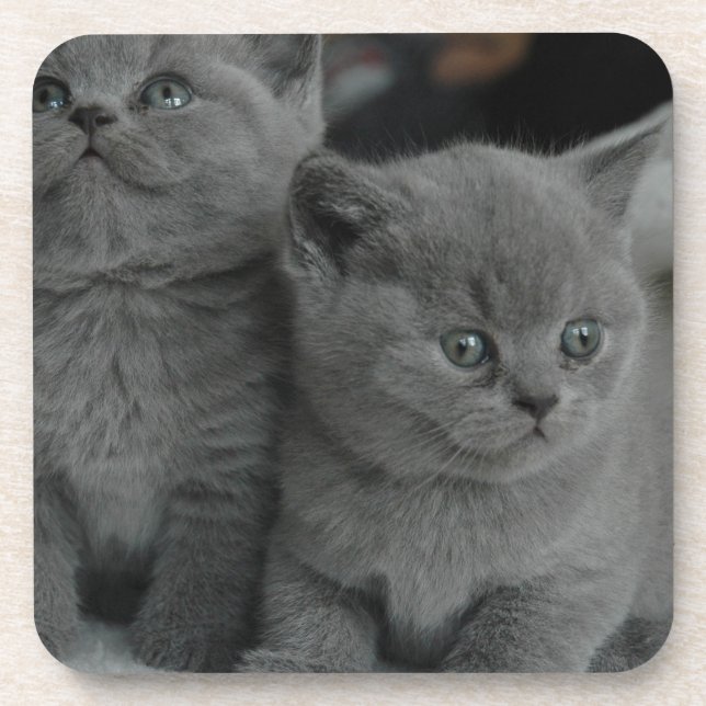 young kitten pet purr meow kitty cute cat coaster (Front)