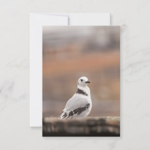Young Kittiwake Bird Nature Photo Card