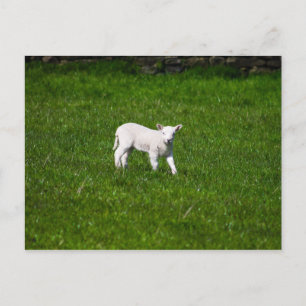 Young Lamb in Yorkshire Dales Postcard