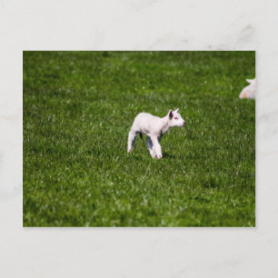 Young Lamb Postcard