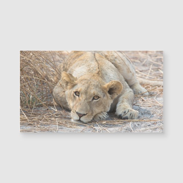 Young lion (Front)