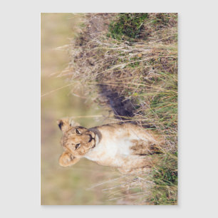 Young lion