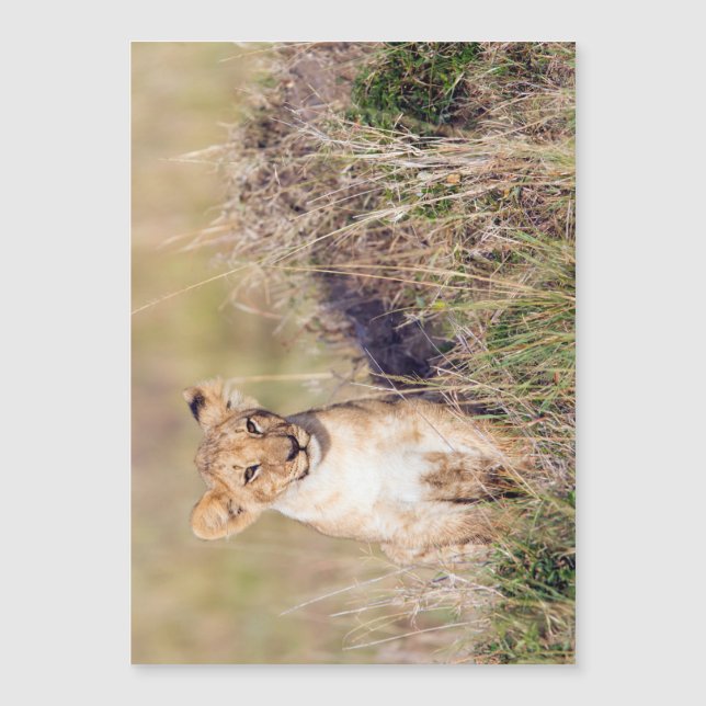 Young lion (Front)
