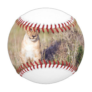 Young lion baseball