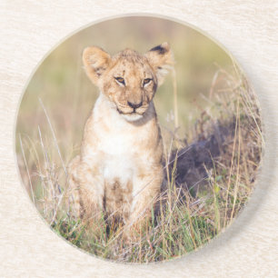 Young lion coaster