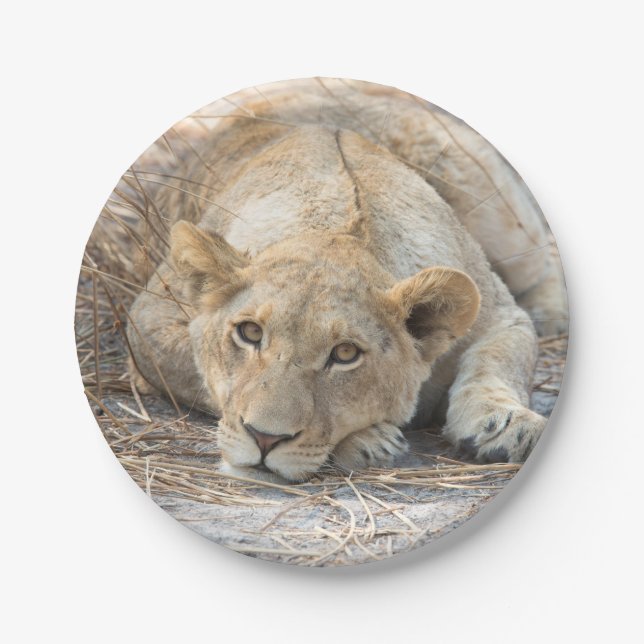 Young lion paper plate (Front)