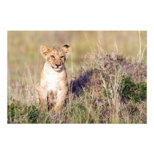 Young lion photo print