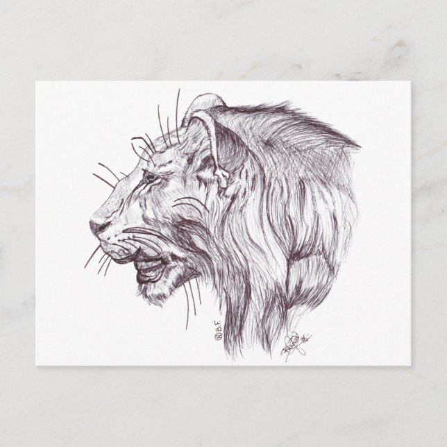 YOUNG LION POSTCARD (Front)