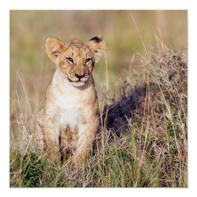 Young lion poster (Front)