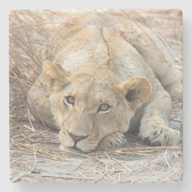 Young lion stone coaster (Front)