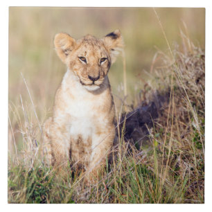 Young lion tile