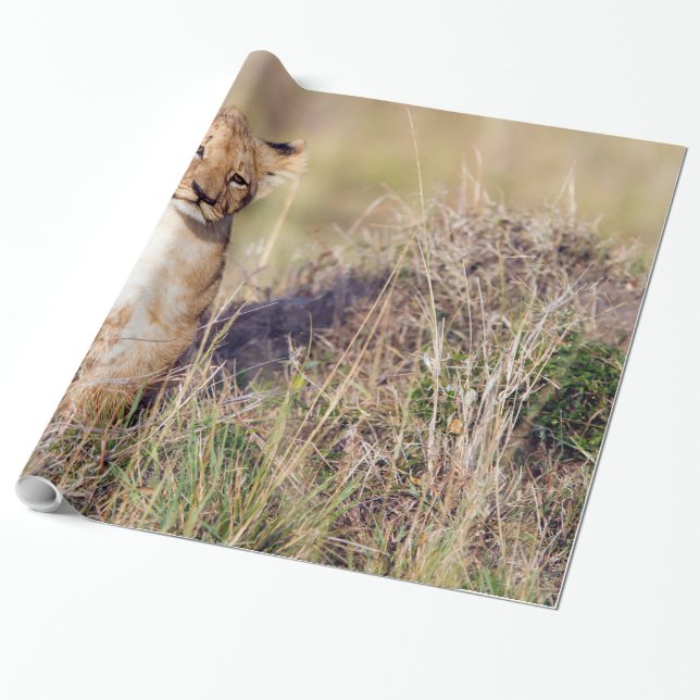 Young lion wrapping paper (Unrolled)
