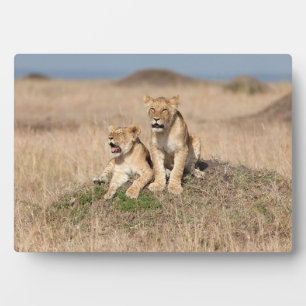 Young lions plaque