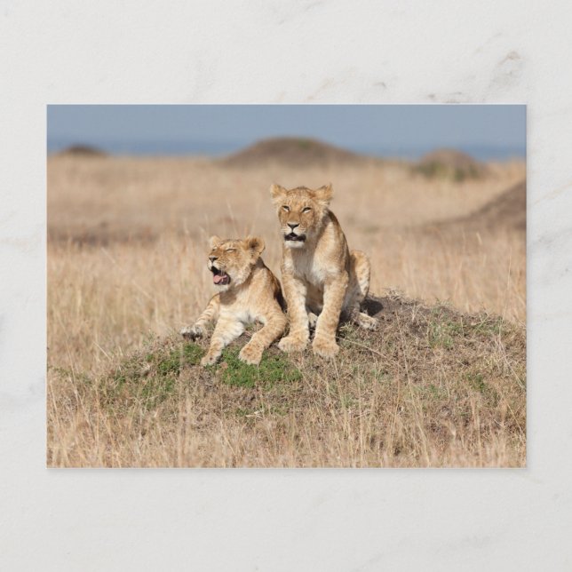 Young lions postcard (Front)