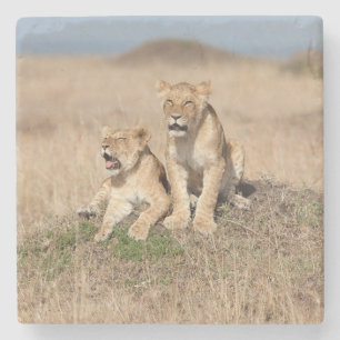 Young lions stone coaster