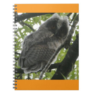 Young Long-eared Owl Photo Notebook