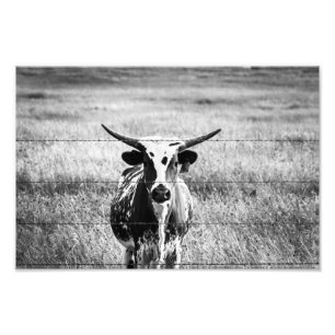 Young Longhorn Photo Print