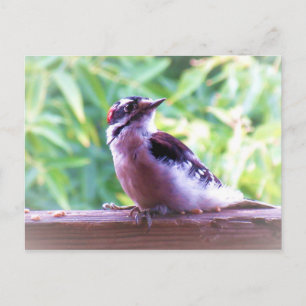 Young Male Downy Woodpecker on Railing Postcard
