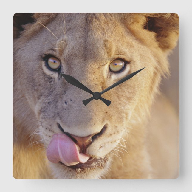 Young Male Lion Square Wall Clock (Front)