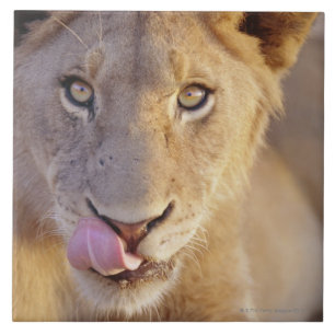 Young Male Lion Tile