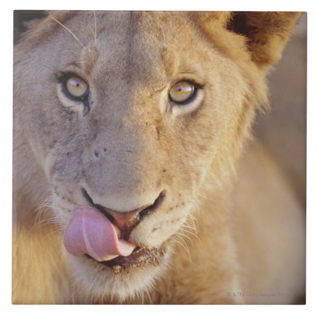 Young Male Lion Tile (Front)