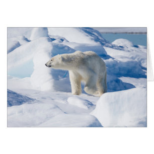 Young Male Polar Bear