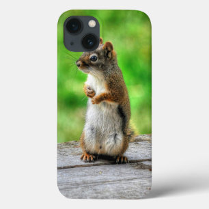 Young Male Squirrel Standing Wildlife Photo iPhone 13 Case