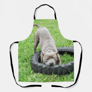 Young Male Staffy Loves To Play, Apron