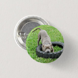Young Male Staffy Playing With His Tyre, 3 Cm Round Badge