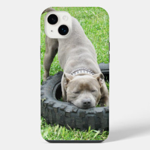 Young Male Staffy Playing With His Tyre, iPhone 14 Plus Case