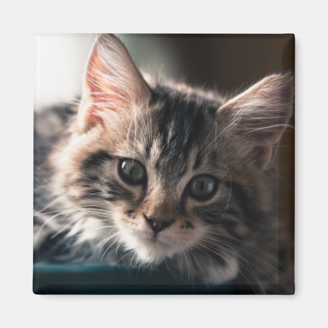 Young Male Tabby Cat 2 Magnet (Front)